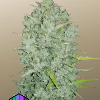 Original AUTO NORTHERN LIGHTS